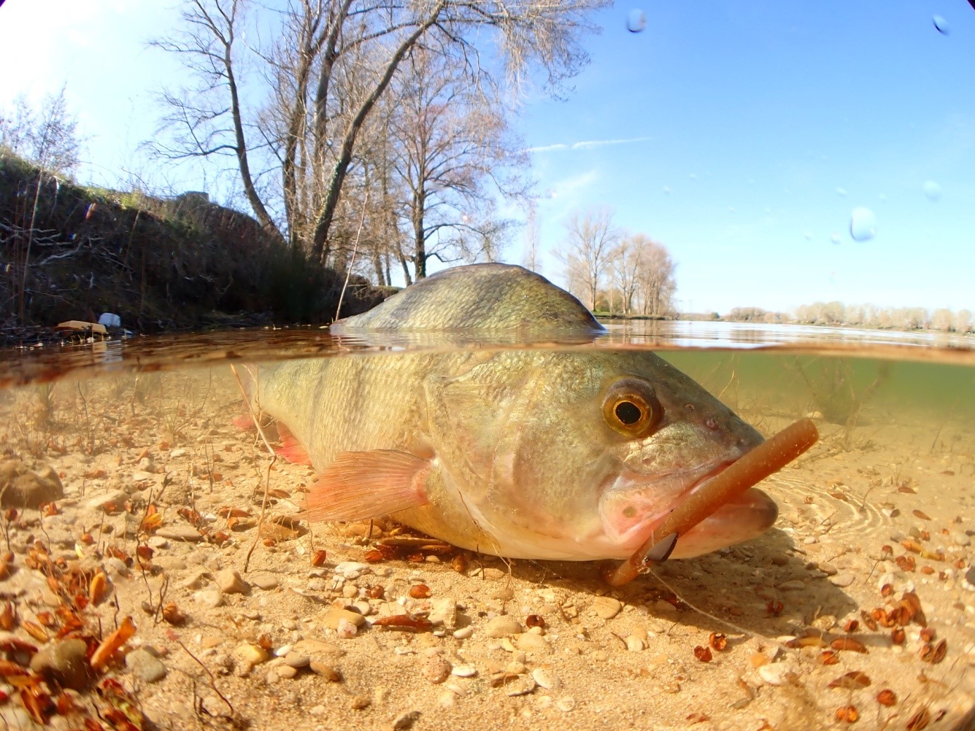 Daiwcia Magasin -Daiwcia Magasin la peche des carnassiers a vue 6